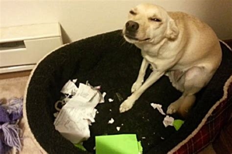 Comment choisir un couchage adapté pour un chien destructeur ?