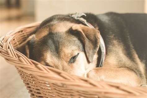 Comment choisir un couchage adapté pour un chien destructeur ?