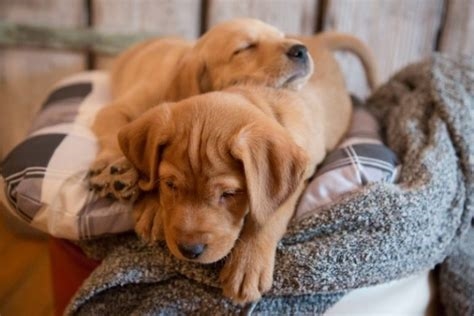 Où faire dormir votre nouveau chiot la première nuit ? Conseils et astuces pour une transition en douceur