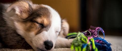 Où faire dormir votre nouveau chiot la première nuit ? Conseils et astuces pour une transition en douceur