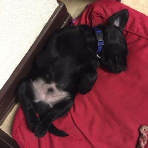 Où faire dormir votre nouveau chiot la première nuit ? Conseils et astuces pour une transition en douceur