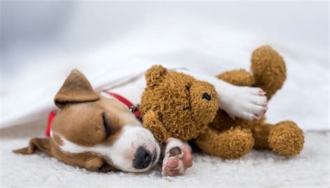 Où faire dormir votre nouveau chiot la première nuit ? Conseils et astuces pour une transition en douceur