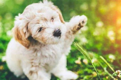Où faire dormir votre nouveau chiot la première nuit ? Conseils et astuces pour une transition en douceur