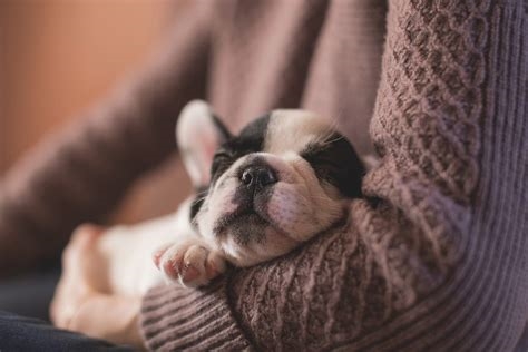 Où faire dormir votre nouveau chiot la première nuit ? Conseils et astuces pour une transition en douceur